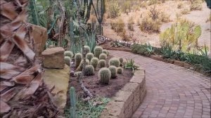 кактусовый рай