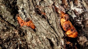 Зимние опята полезли