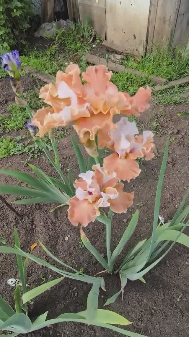 ирис 'Untamed Glory' (T.Johnson, 2021)