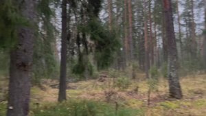 Поездка в лес под дождем