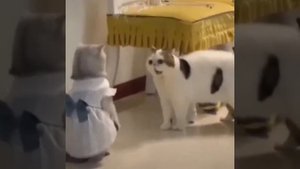 Видео от МЯУтаверс – как метавселенная, но с котами