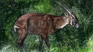 Животные. Саола