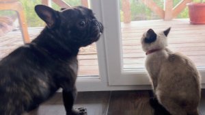 Часть 34. Собачьи истории