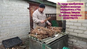 Заготовка черенков винограда для реализации