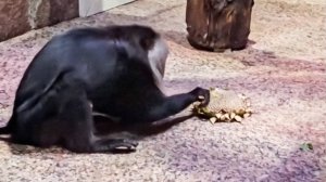 Ленинградский зоопарк показал, как макак Леонс с опаской лакомится семечками подсолнуха