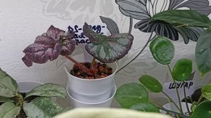 Комнатные Растения На Стеллаже В Ноябре