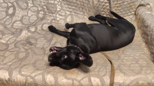 Владимир Высоцкий @ Chibo @  Пёс  🐕 @ Моя Жизнь Кино @ Музей Псов