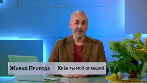 Живая природа. "Клен ты мой опавший"