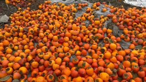 Около 6 тыс. тонн хурмы планируют собрать аграрии Дагестана в 2025 году