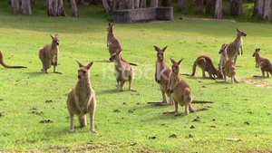 Удивительные факты о кенгуру