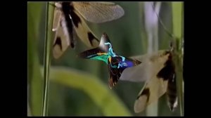 ВИДЕОВЕРЛИБРЫ. "Бабочка". Пит Аникин