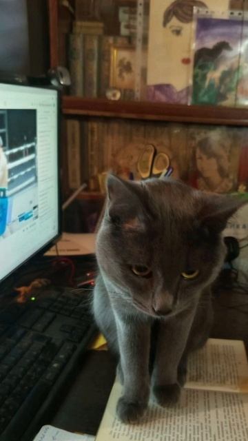 Кот Атос любит посмотреть стримы своего хозяина #shorts #котатос #юмор #милота #бокс