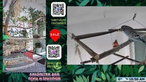 Волнистые попугаи 🦜🦜🦜 | авиарий на балконе📍