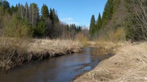 Весенний лес. Звуки Природы. Пение Птиц