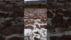 стрим 🔴 идём в лес