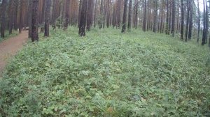 Ролик от Еретнова В.Б. Времена года в парке нашем.