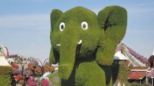 Парк цветов в пустыне на песке в ОАЭ