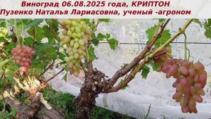 Виноград 06.08.2025 года - Криптон.