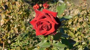 22..10..2025  тэц  ПВН MP4   (376)