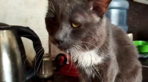 Мы по прежнему находимся между небом и землёй.
Дымочку плохо, за прошедшую неделю мальчик стал похож