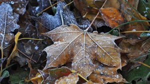 Народные приметы на 1 ноября: что можно и нельзя делать