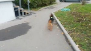 страх предметов.