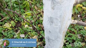 Результат испытания побелки на основе муки.