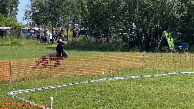 1 Отл. San-Rathelle DAKAR Лучшая защита! №5. ВОРОНЕЖ 18 июня`23 Моно немецких овчарок