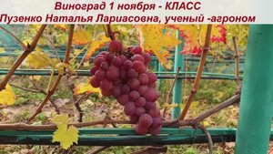 👍Виноград, сохранившийся на кустах -до 1 ноября -КЛАСС. Это молодой куст, покажу еще и прививку.