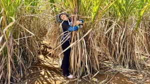 Маврикий 13/10-2025г. ГриГри