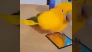 Видео от МЯУтаверс – как метавселенная, но с котами