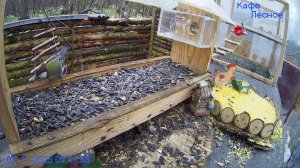 🔴24/7 Кормушка в лесу онлайн "Кафе Лесное" #Relaxing #природа #звуки леса #ноябрь