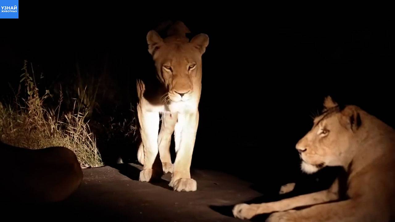 Ночные львы из прайда Нгара / Слоны на водопое