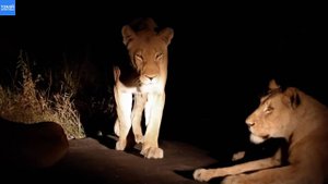 Ночные львы из прайда Нгара / Слоны на водопое