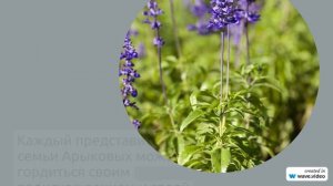 Изучаем историю и происхождение фамилии Арыкова: все, что нужно знать о значении и правильном