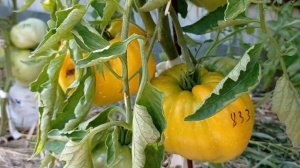 Лучшие семейные сорта томатов .С любовью из поколения в поколение .2 часть