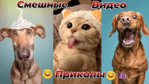 Самые смешные видео приколы|Юмор и Приколы.