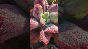 Утренний обход. Роса на суккулентах.