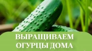 ПОЯВИЛСЯ ОГУРЧИК