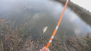 сазанчик на дергач  #сазан #рыбалканасазана #рыбалка #рыбалканадергач #дергач #карась #пеленгас