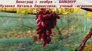 👍Виноград, сохранившийся на кустах -до 1 ноября -БАЙКОНУР. Вкус почти не изменился. Утойчив, сладок