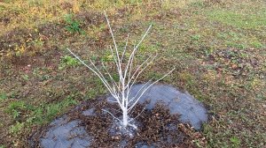 Побелка Бархата Амурского и Эводии Даниэля. Состояние деревьев на 27 октября 2027 года