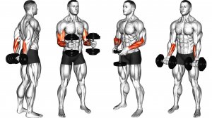 Как накачать большие предплечья дома с помощью гантелей