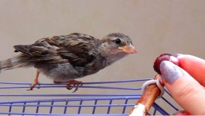 Вишня и клубника для птенца воробья Бони. Будний день спасеныша птенца воробья.