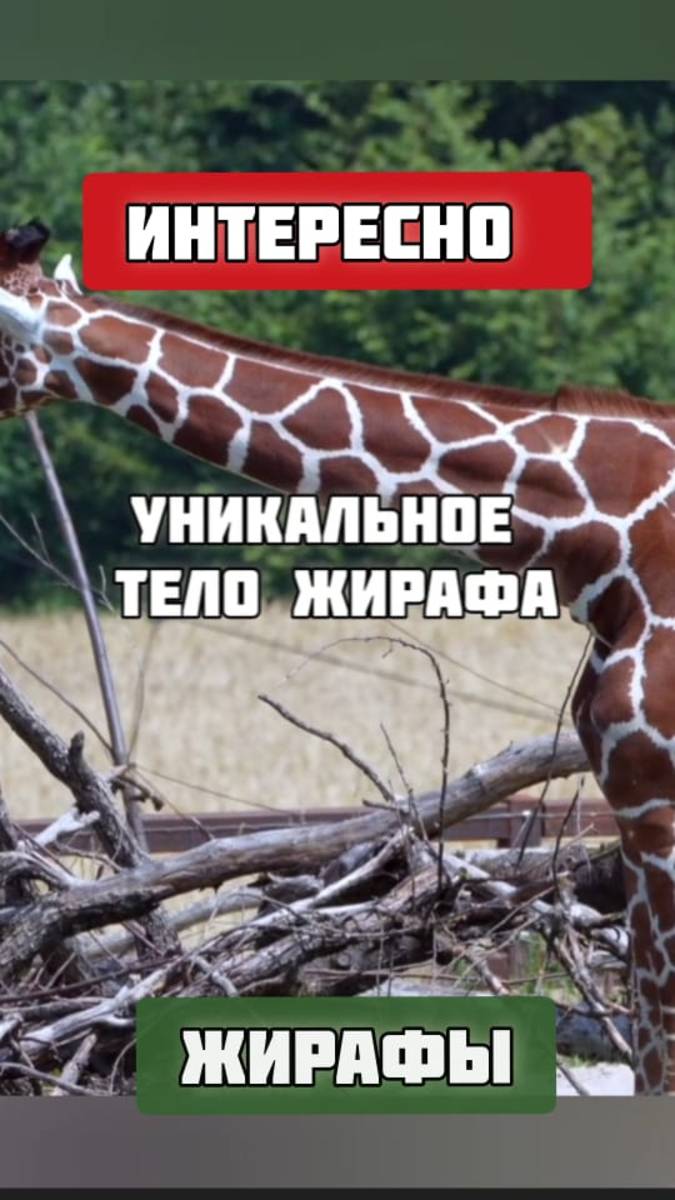 Уникальное тело жирафа. Тайны самого высокого животного в мире