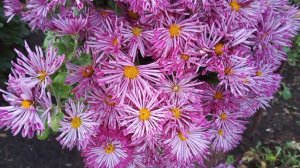 Продолжаю обрезку корейской хризантемы. Готовлю мультифлору к хранению.