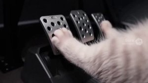 КОТИК ИГРАЕТ В FORZA HORIZON 5