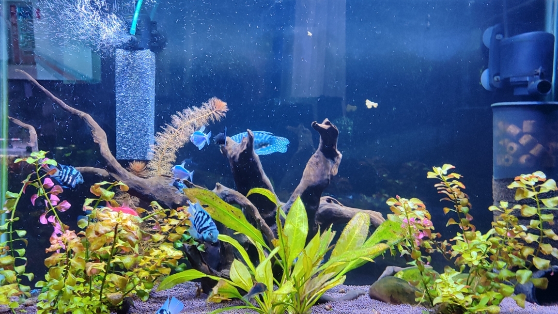 Улучшение фильтрации в аквариуме на 140 литров смотреть онлайн