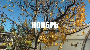 11. Календарь дачника. НОЯБРЬ