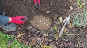 Хионодокса. Посадка